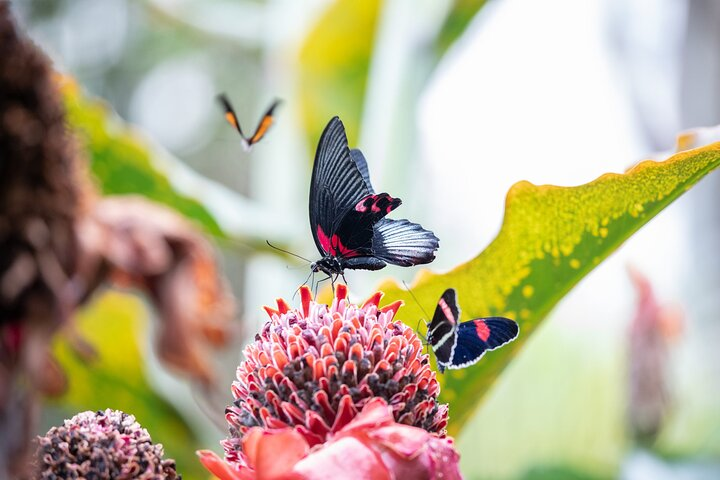 Houston Museum of Natural Science and Cockrell Butterfly Center - Photo 1 of 15